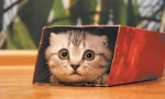 Как да повдигнем котка